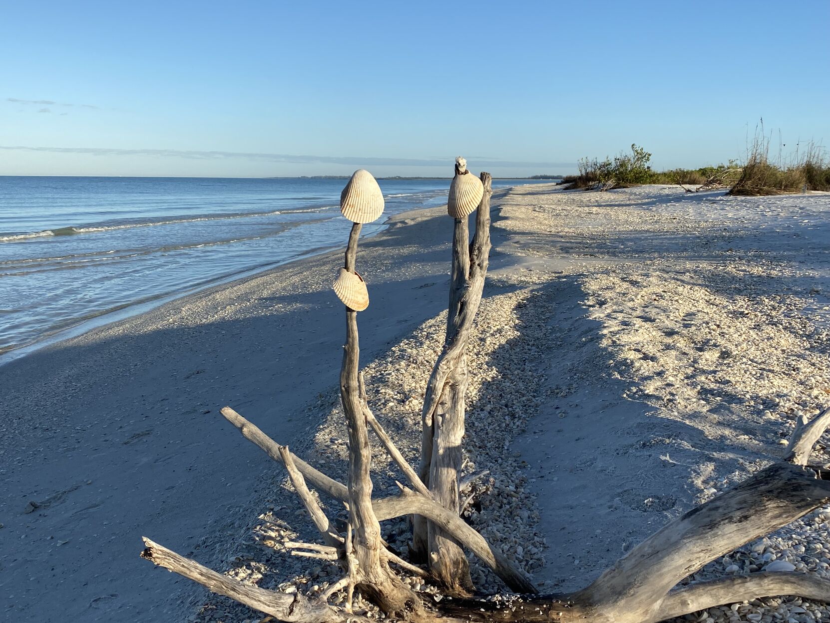 2021 Year-End 8. A shell tree decorated by beachgoers on Sand Dollar Island..jpeg